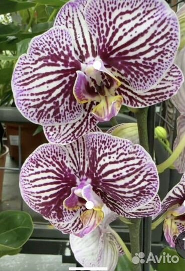 Орхидея фаленопсис биглип