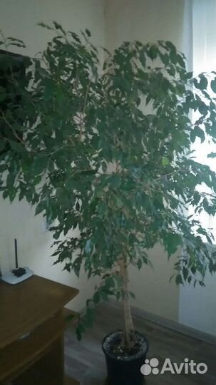 Фикус Бенджамина