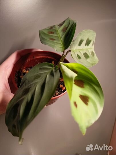 Комнатные цветы спб