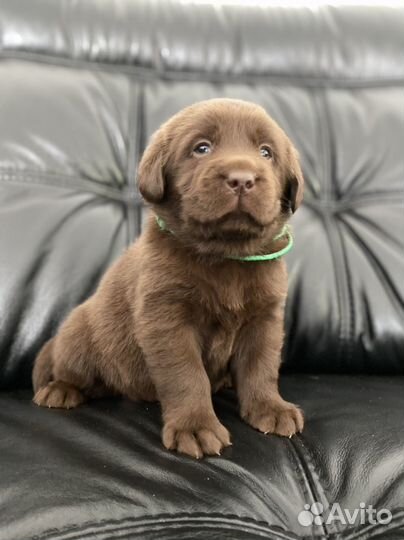 Лабрадор ретривер