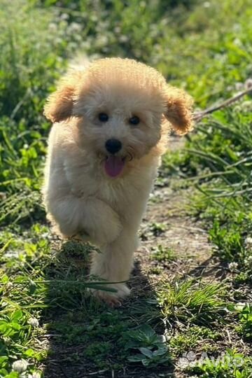 Той-пудель девочка