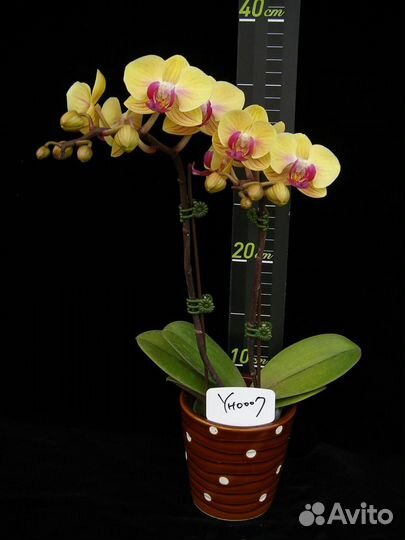 Орхидея фаленопсис YH0007 Sweety