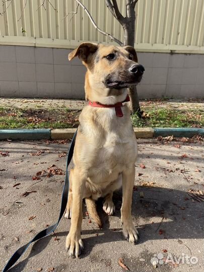 Красивый подросток ищет дом