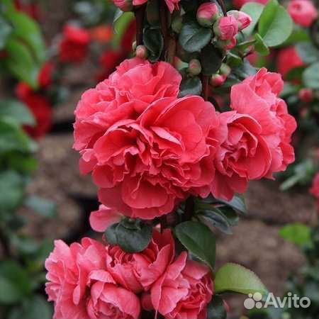 Хеномилес (Айва японская)