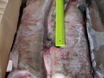 Рыба Кета (лосось) Сахалинская, морская, дикая