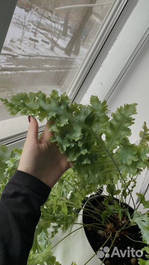 Папоротник. Флебодиум. Давана. Домашний цветок