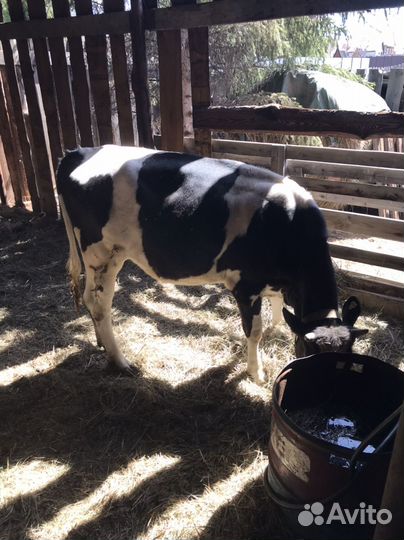 Коровы быки телки