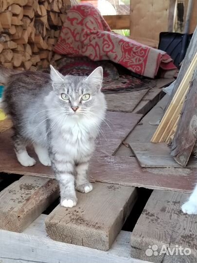 Кошечка в добрые руки