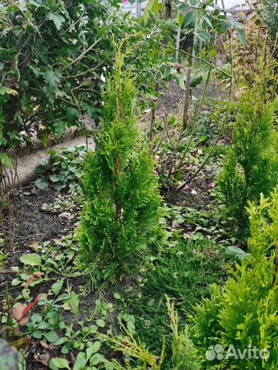 Туя смарагд