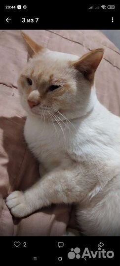 Коты и кошки приюта