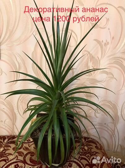 Ананас декоративный