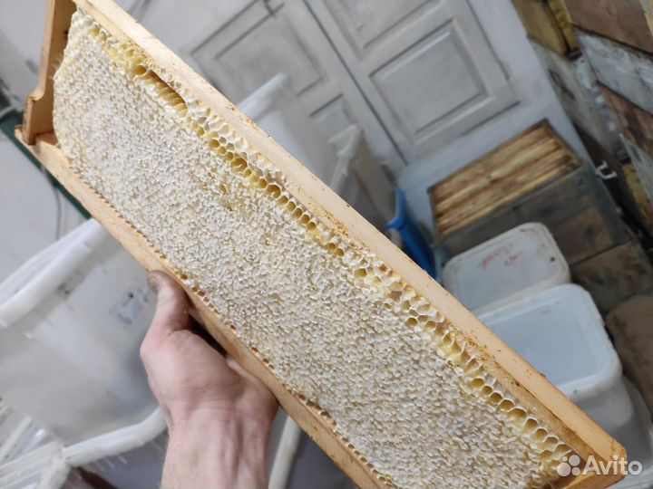 Мёд донник липовый акация Опт от 100 кг