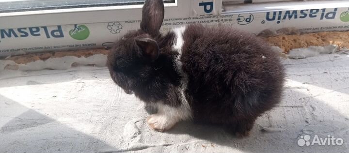 Декоративные кролики