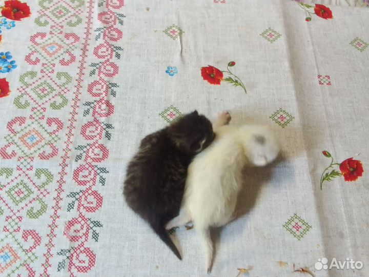 Котята мейн-кун