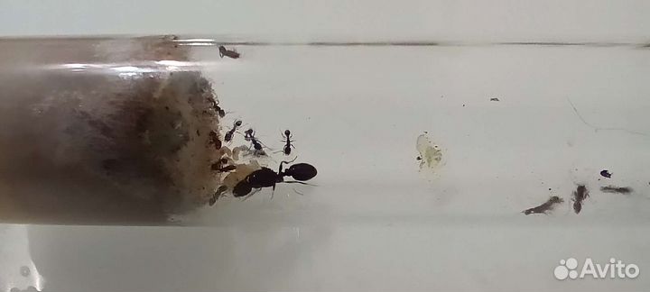 Муравьи tetramorium caespitum