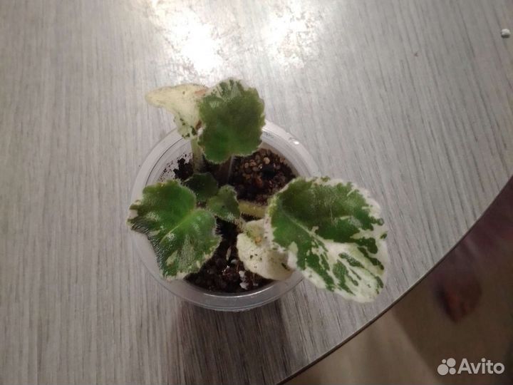 Фиалка Buckeye seductress