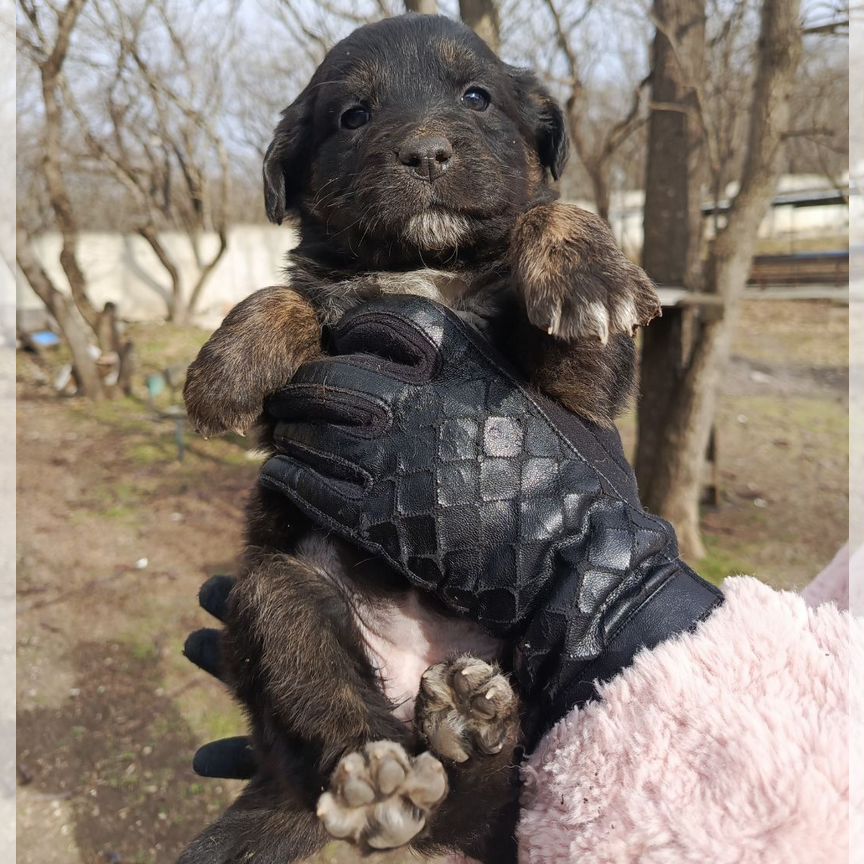 Щенок в добрые руки бесплатно