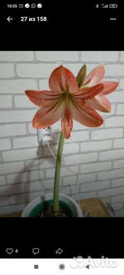 Комнатные цветы