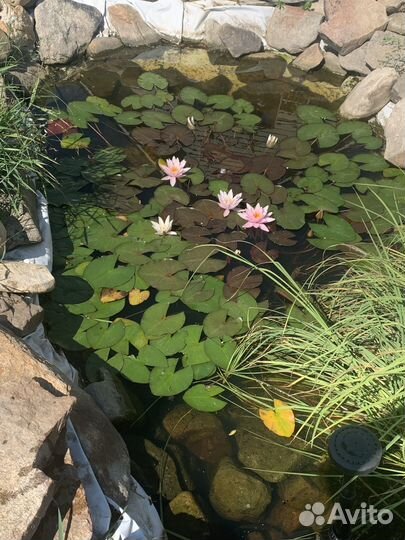 Водяные лилии