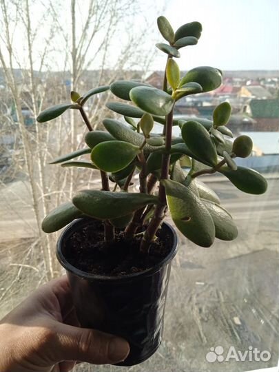 Денежное дерево