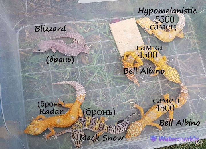 Геккон эублефар