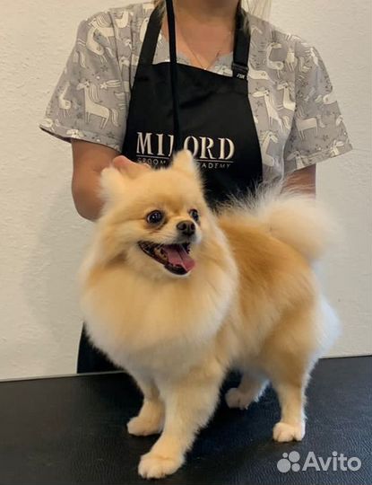 Груминг(стрижка,триминг,экспресс линька собак)