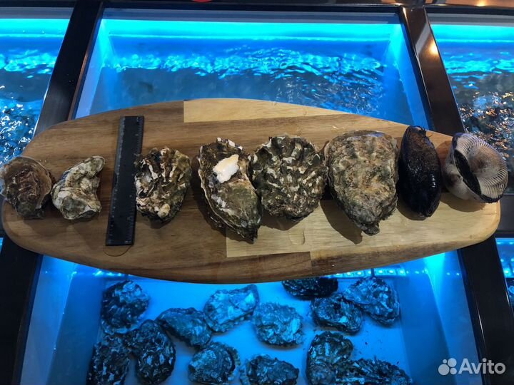 Живые устрицы