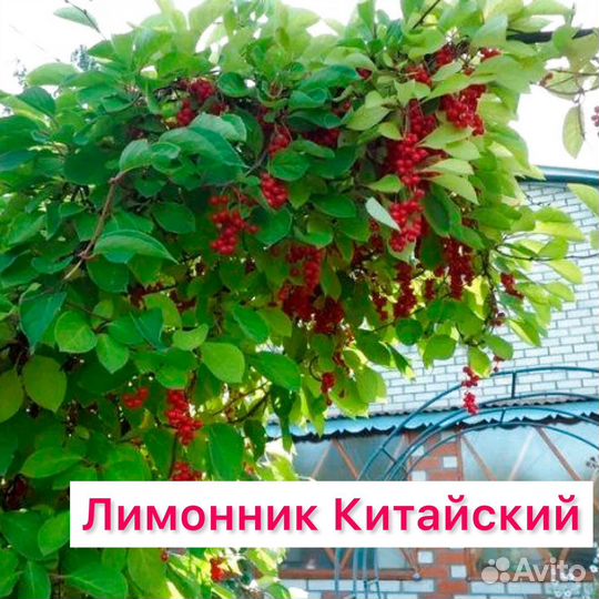 Лимонник китайский