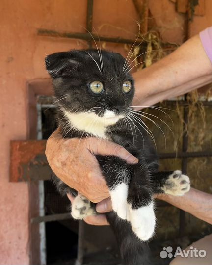 Вислоухая Мия ищет дом