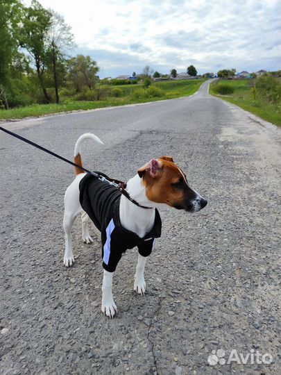 Парсон рассел терьер