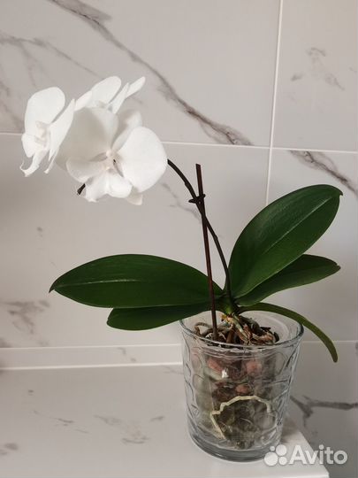 Кашпо стеклянное