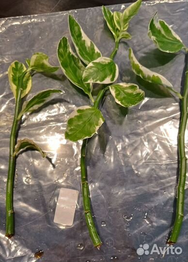 Педилантус