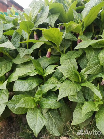 Белладонна или красавка обыкновенная