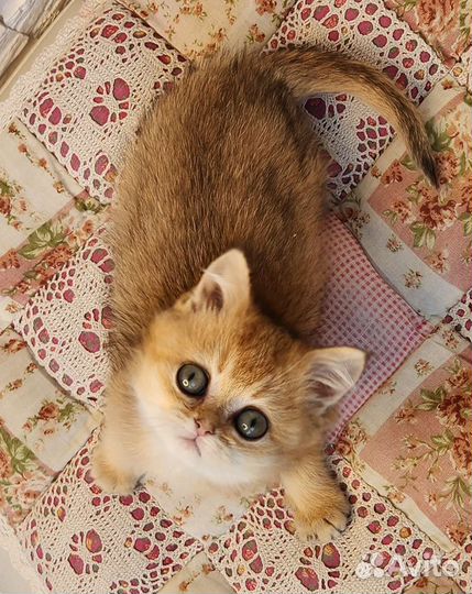 Британские золотые шиншиллы