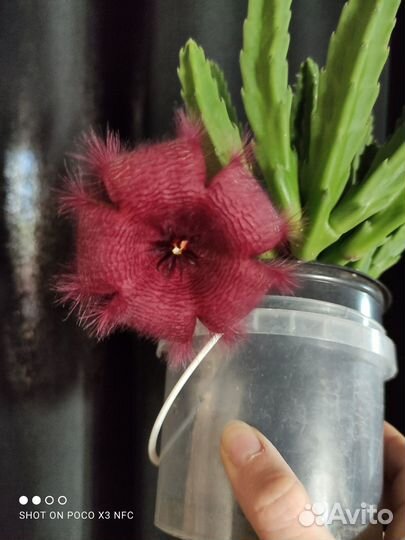 Кактусы и суккуленты. Стапелия