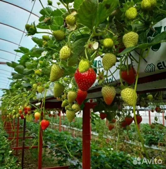 Рассада клубники