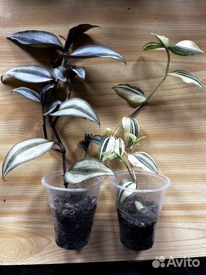 Традисканции