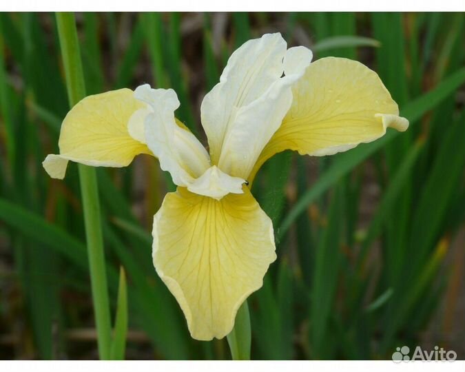 Ирис сибирский Butter and Sugar (Баттер энд Шуга)