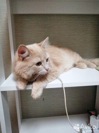 Котик Персик