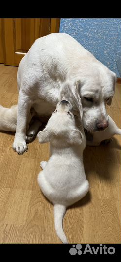 Щенки лабрадора палевые