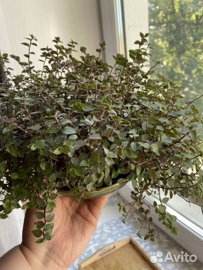 Комнатные цветы Коллизия