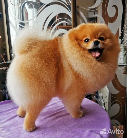 Стрижка померанского шпица