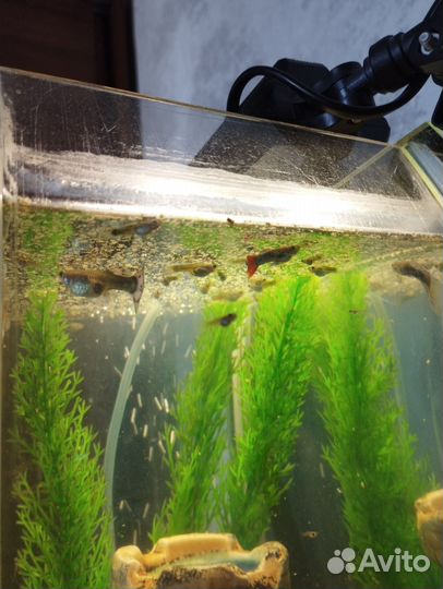 Аквариумные рыбки