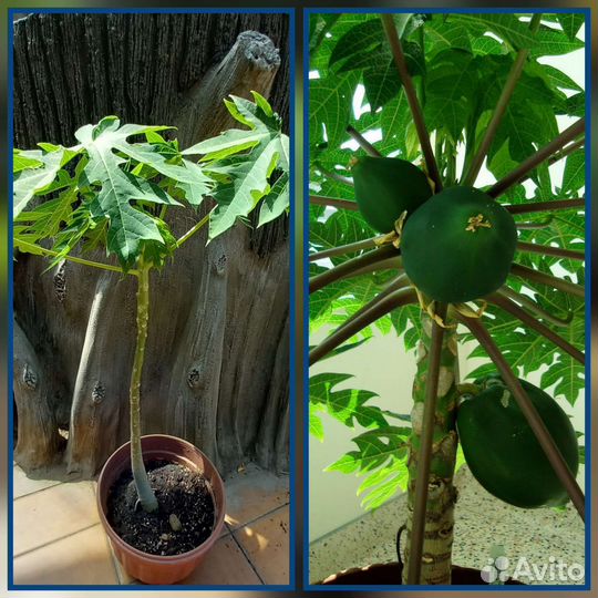 Комнатные растения и цветы