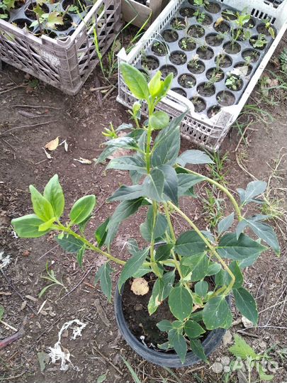 Форзиция саженцы