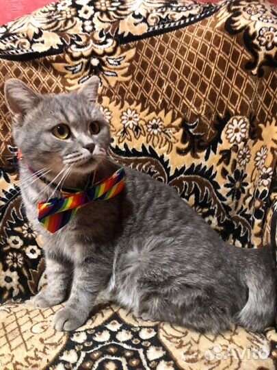 Котик в добрые ручки