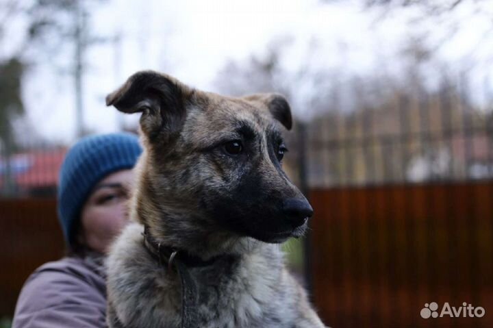 Моня ищет дом