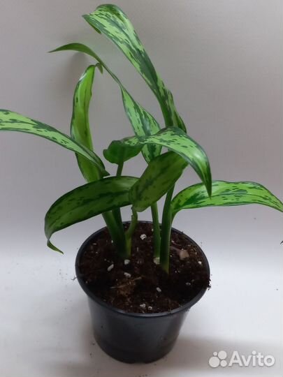 Аглаонема кутлас