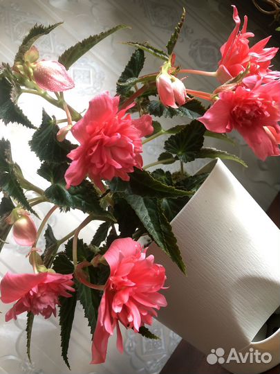 Бегония королевская в грунте цветущая