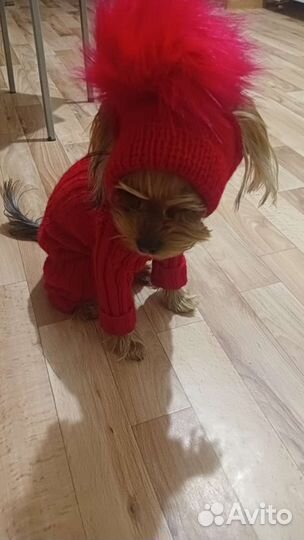 Одежда для животных